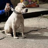 واگذاری سگ داگو ارژانتینو