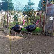 فروش بوقلمون و خروس محلی یک ساله