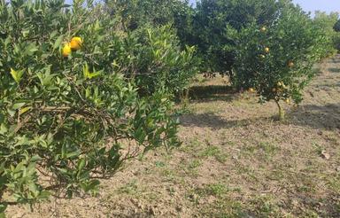 زمین در روستای آخورسر واقع