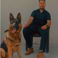 سگ های ژرمن شولاین مو کلاسیک رنگ سرخ واگزاری