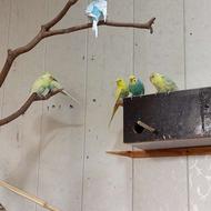 چند جفت مرغ عشق بالغ و جوجه بزرگ کن