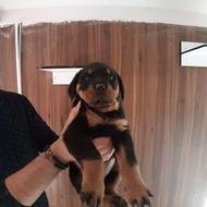 واگذاری توله سگ روتوایلر باهوش و غریزه بالا