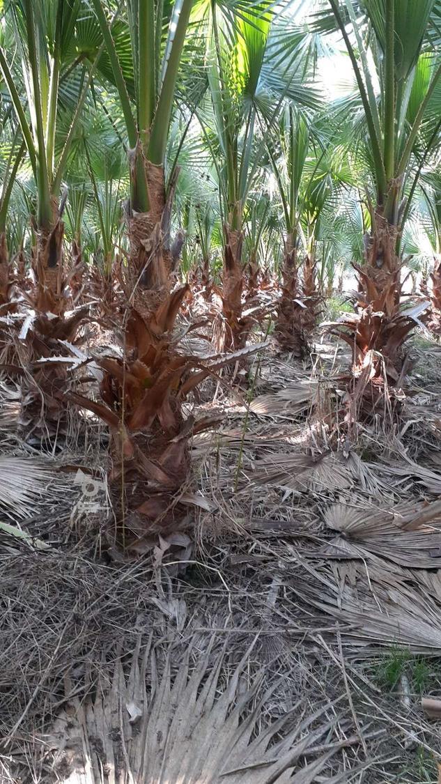 پالم واشنگتون تنه قرمز اناناسی