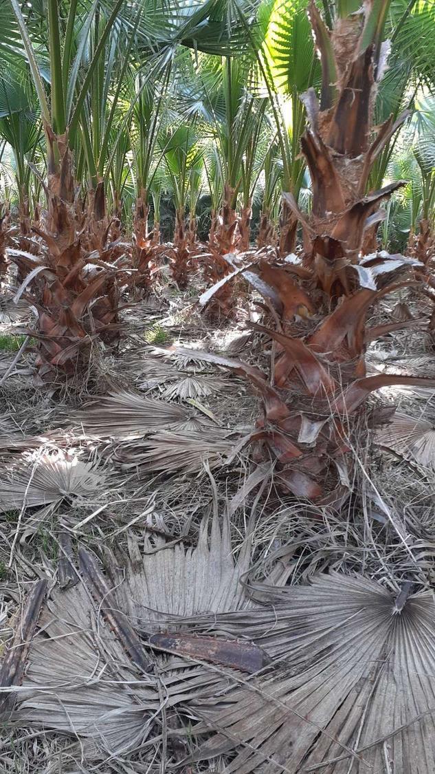 پالم واشنگتون تنه قرمز اناناسی