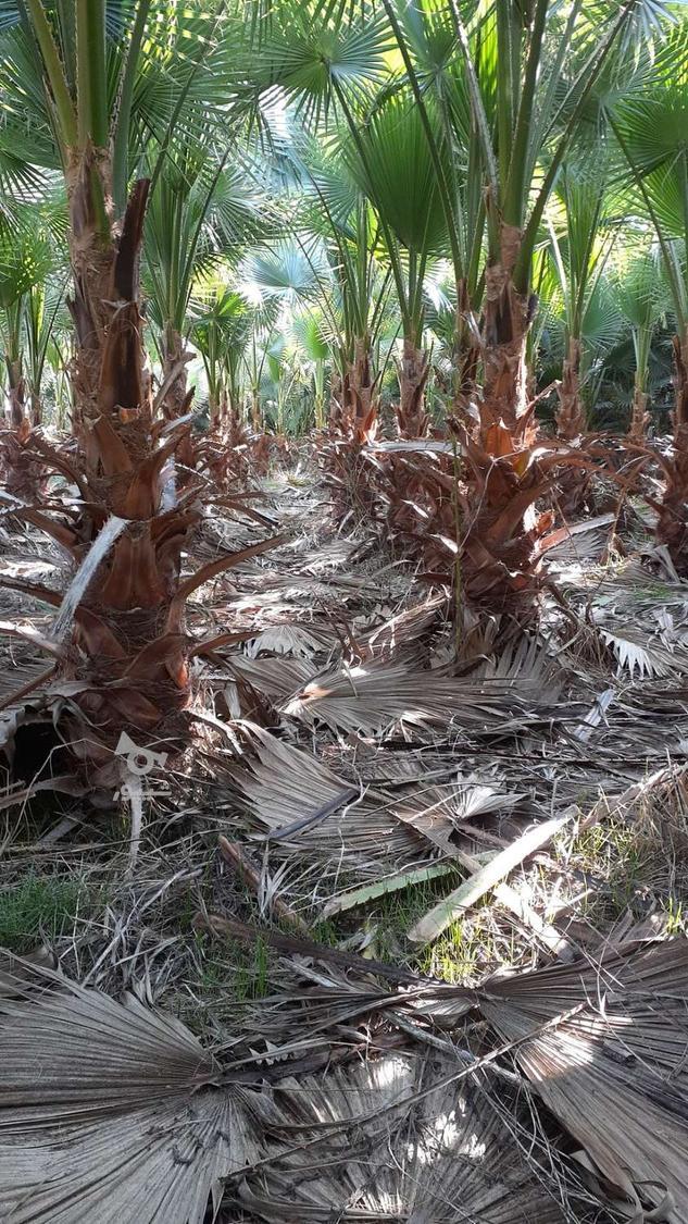 پالم واشنگتون تنه قرمز اناناسی