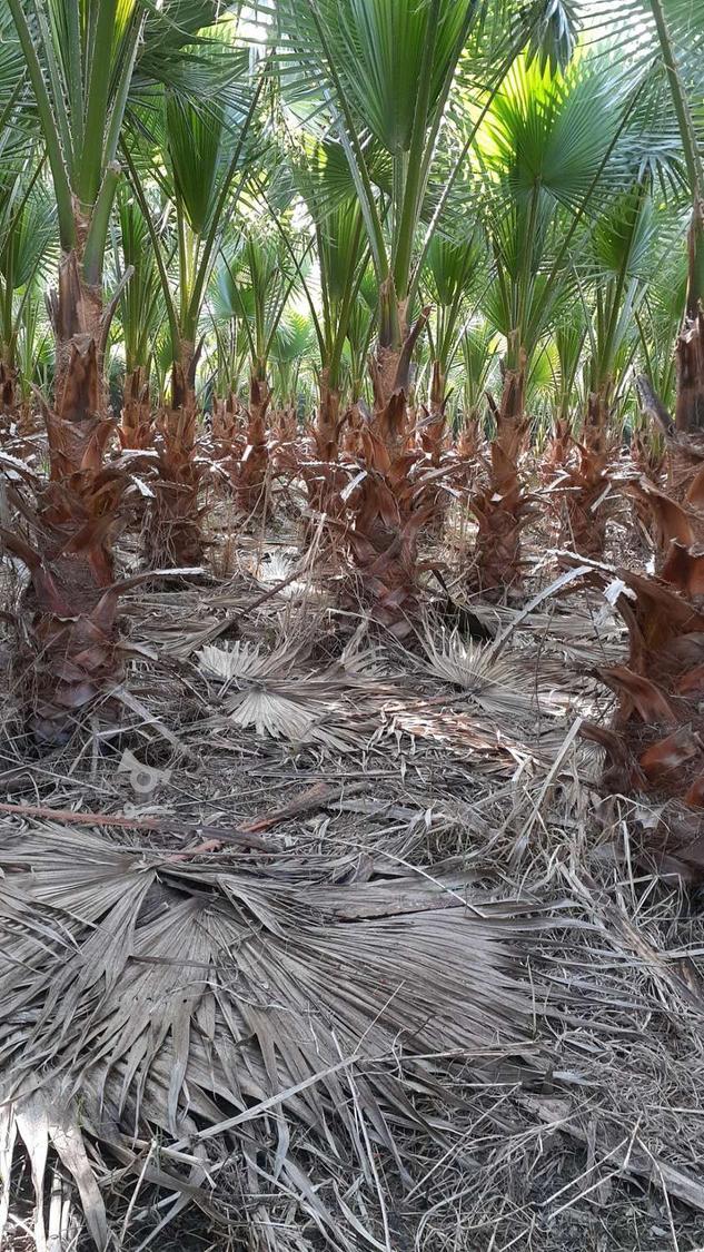 پالم واشنگتون تنه قرمز اناناسی