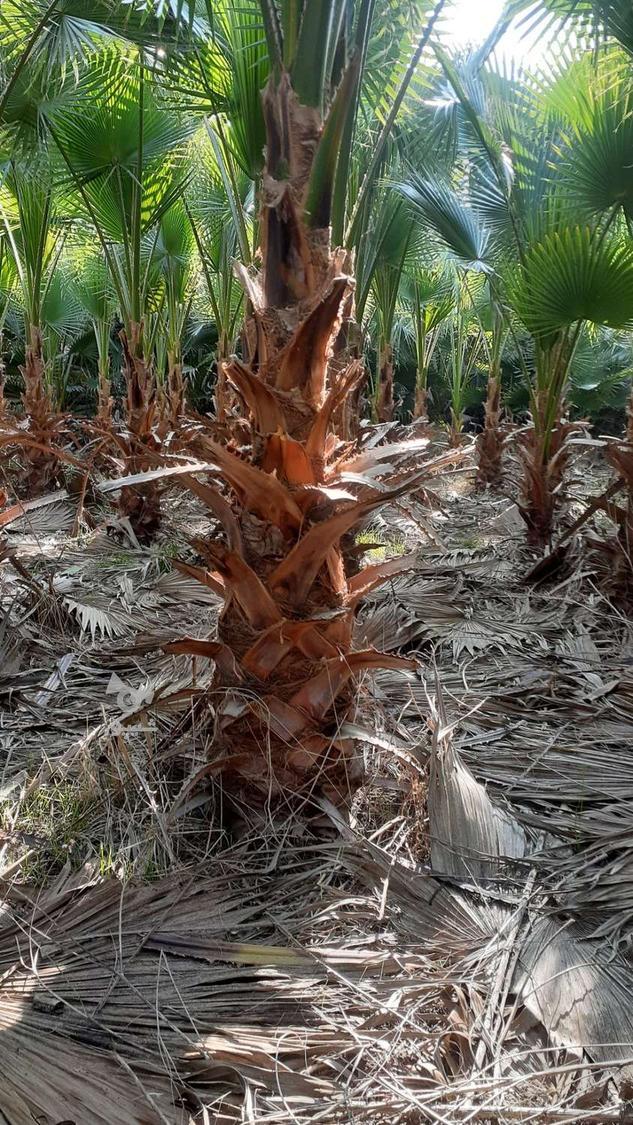 پالم واشنگتون تنه قرمز اناناسی