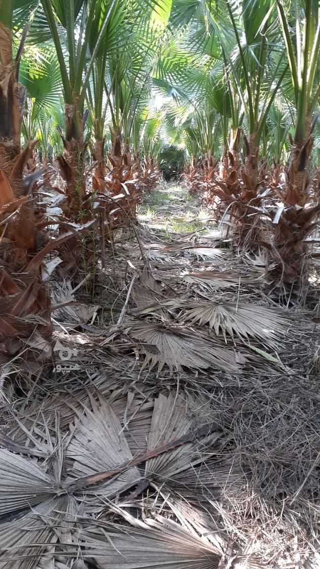 پالم واشنگتون تنه قرمز اناناسی