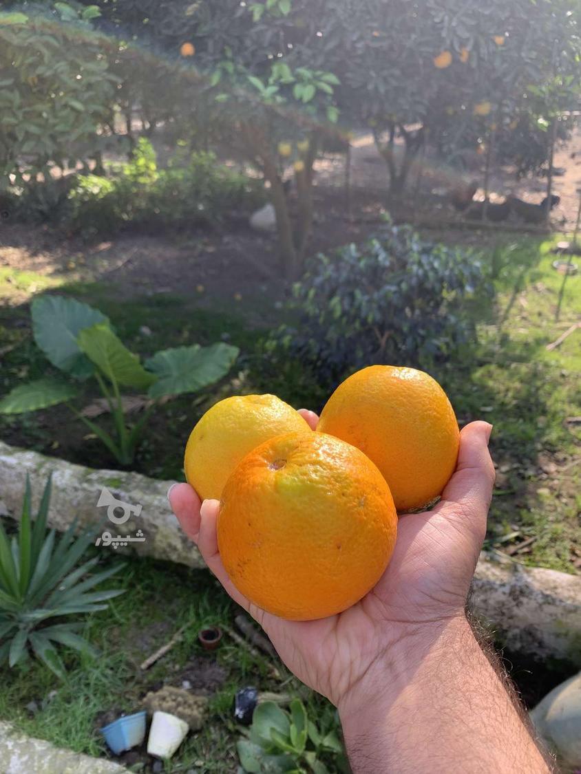 فروش پرتقال