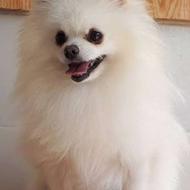 واگذاری سگ پامرین