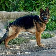 ژرمن شیب دار در کلاردشت رودبار ک گم شده