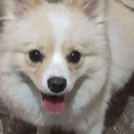 واگذاری سگ پامرین پنج ماه