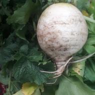 ترب محلی سیاه و سفید ارگانیک تازه توی باغ