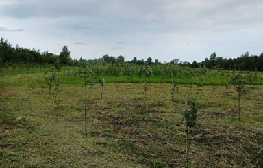 فروش زمین کشاورزی 200 متر در لامیزده