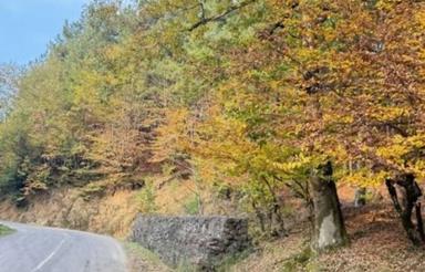 زمین در ماسوله