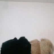 دوعددکلاه پشمی سموروخرگوش