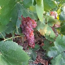 فروش باغ انگور سرحال همراه آب موتور در اسپاس2500متر فوری