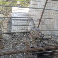 فروش تعدادی کبوتر