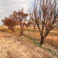 1500متر زمین باغ میوه فروشی