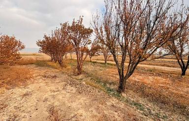 1500متر زمین باغ میوه فروشی