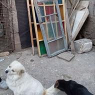 سگ دزدیده شده / کسی دید اطلاع بده