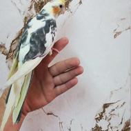 عروس هلندی فول اهلی