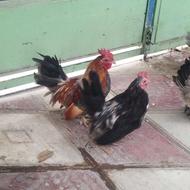 جوجه خروس مینیاتوری