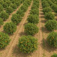 فروش زمین کشاورزی 20000 متر در گرمستان