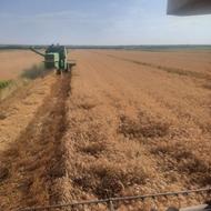 بذر گندم رقم تکتاز