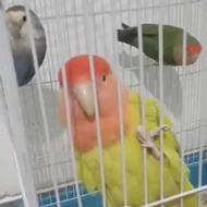 3عدد کوتوله برزیلی