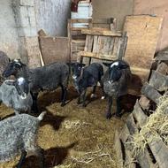 بره رومانف،رمانوف،رومانوف