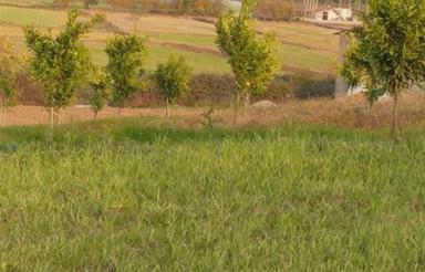 1000 متر زمین مسکونی ویوعالی