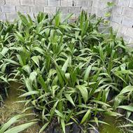 فروش پالم داخل گلدون