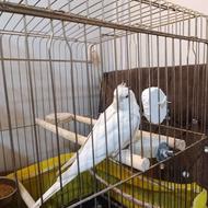 عروس هلندی آلبینو