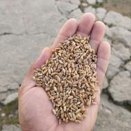 بذر گندم آمریکایی تناز بالای 13تن