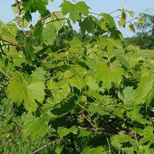 فروش باغ انگور در روستای رحمت آباد