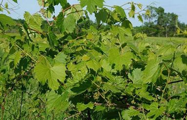 فروش باغ انگور در روستای رحمت آباد