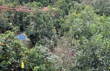 1130متر باغ ویلا واقع در کمربندی امیرکلا به بابلسر