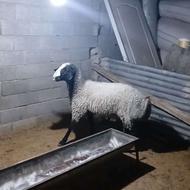 باسلام یک راس بره قوچ نر جنس اصل شال