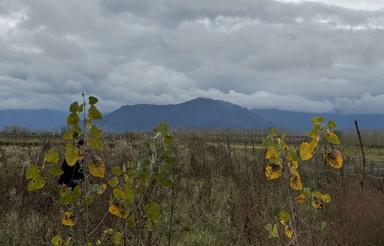 250 متر زمین کاملا مسکونی با نامه بنیاد