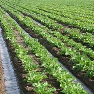 اجرای بستر فضای سبز