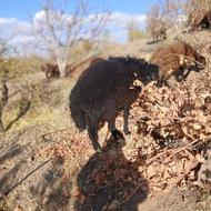 بره قوچ افشار