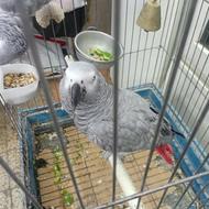 کاسکو ماده دم قرمز