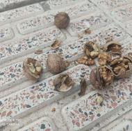 گردو کاغذی درجه یک