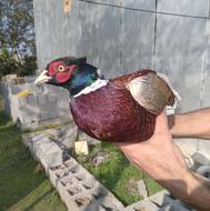 دو عدد خروس آمریکایی