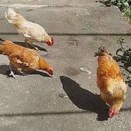 مرغ وخروس چینی مینیاتوری معاوضه با مرغ وخروس تخم گذاز