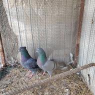 فروش فوریه یه جفت کفتر دو خط سبز پرشی بالای 9 ساعت