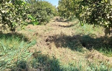 1570 متر باغ وباغچه مرکبات