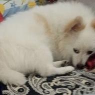 سگم گم شده پامراین نر