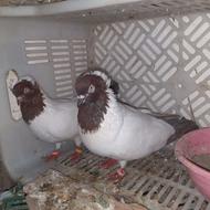 کبوتر پرستویی سرخ